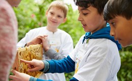Diesterweg-Stipendiaten untersuchen Bienenwaben